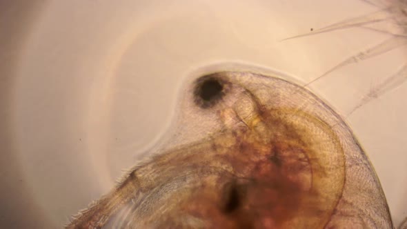 Internal anatomy of the water flea, Daphnia. Microscopic features such as the eye, the beating heart