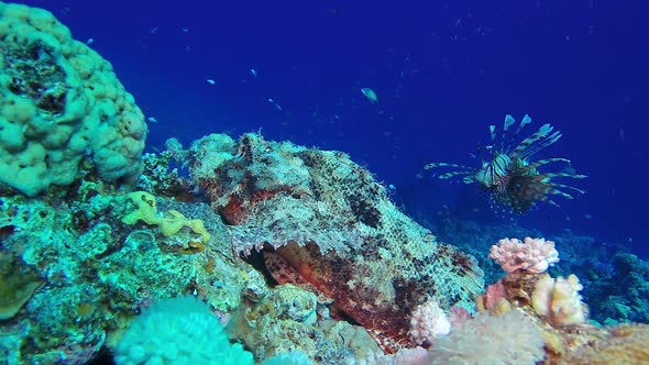 Scorpionfish and Lionfish