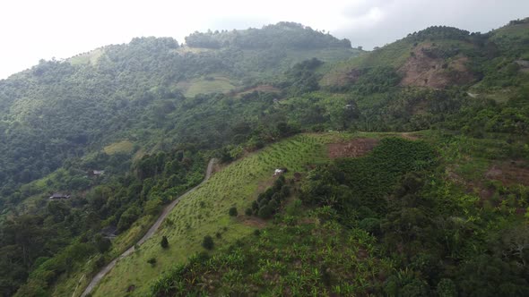 Aerial fly over banana plantation