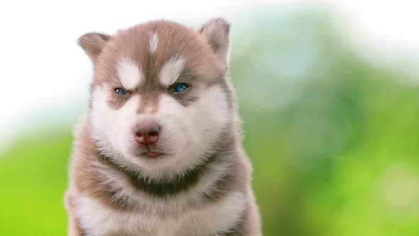 Close Up Portrait Fourweekold Husky Puppy Of Whitebrown Color Standing On Wooden Ground