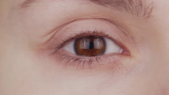 Closeup of female brown eye. Woman is looking at the camera close-up.