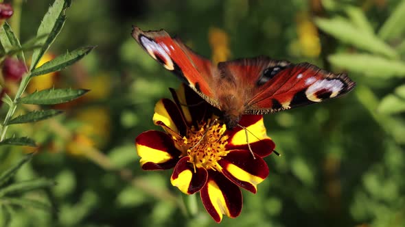 Butterfly on a Flower. Close-up.