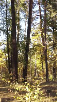 Vertical Video Autumn Forest By Day