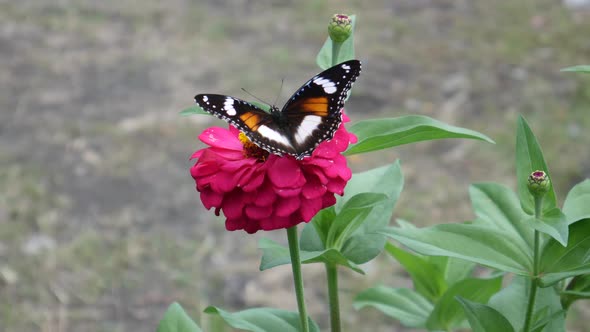 Butterflies perch and fly after feeding from the beautiful pink flower. Natural background with leav