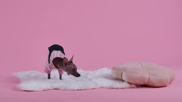 Xoloitzcuintle in the Studio on a Pink Background on a White Fur Blanket Next To the Pillow