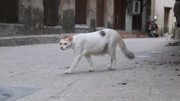 Homeless Shabby Cat in Africa Walks on the Street of Dirty Stone Town Zanzibar