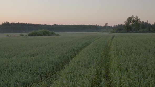 Winter Wheat Field