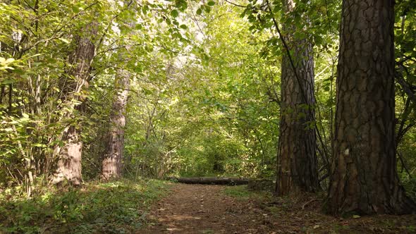 Autumn Forest with Trees By Day