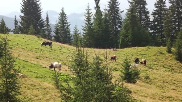 Cows Grazing on Mountain Pasture on a Sunny Day