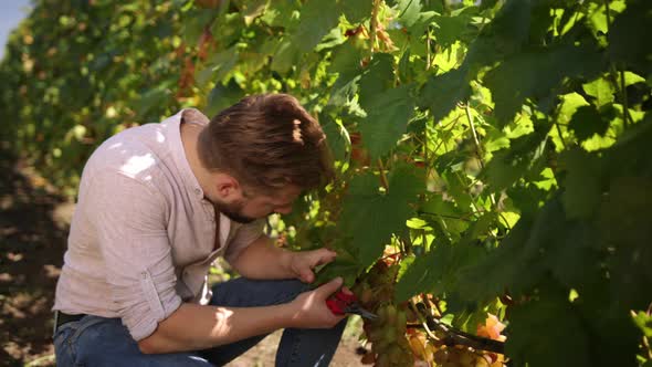 Check Collects Selected Grape Bunches in France for the Great Harvest