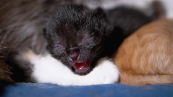 Newborn Black Blind Kitten Hisses with Eyes Closed Lies on Nursing Mother Cat