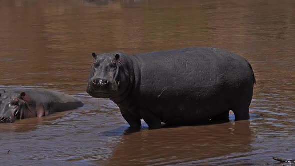 980435 Hippopotamus, hippopotamus amphibius, Adult standing in River, Masai Mara park in Kenya, slow