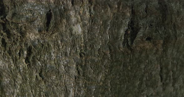 Close-up shot of a tree bark.
