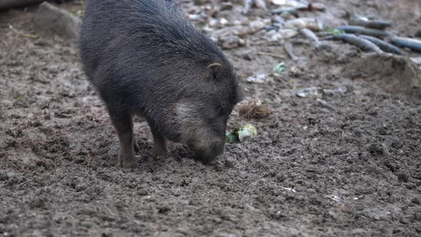 The white-lipped peccary (Tayassu pecari) exploring and engraving in the ground