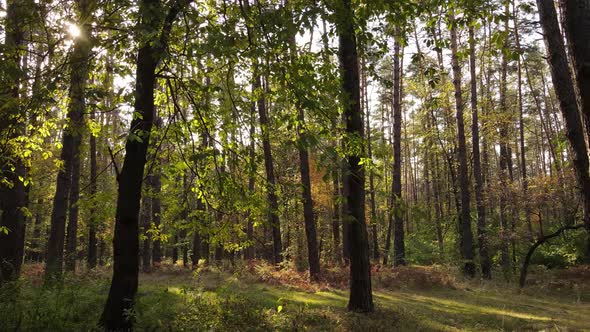 Forest with Trees in an Autumn Day