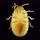 Larva or Nymph Lace Bug with a Microscope Family Tingidae Order Hemiptera - VideoHive Item for Sale