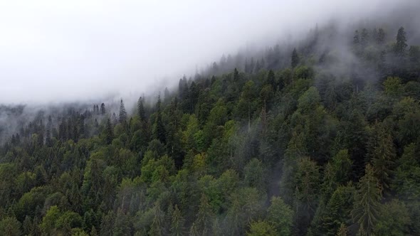 Unesco Heritage Secular Forest Slatioara, Romania, Aerial View