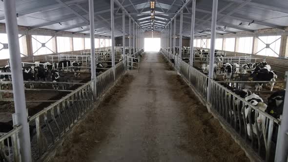 A Separate Room on the Farm Where Calves are Raised