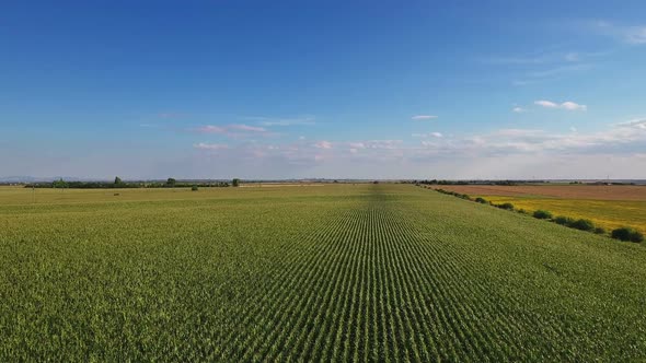 Aerial Flight Over Corn Field 2 - Full Hd