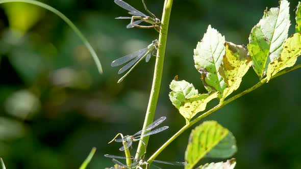 Many Damselflies resting on green plant during sunny day,close up shot - Insect Creature in Wilderne