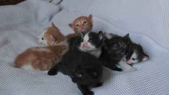 Six Newborn Little Kittens Crawling on White Background. Group of Cute Kittens