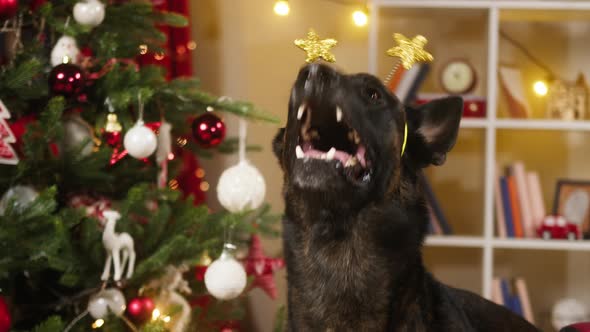 Dog Wearing Accessory with Stars on Head Closeup