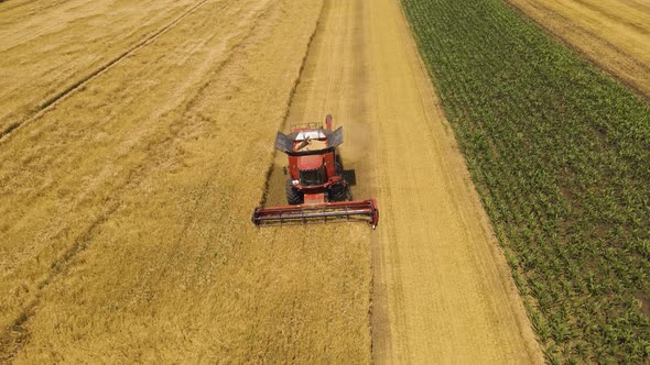 Resolution Drone Flight Over Combine Harvester Harvest Ripe Wheat on a Farm