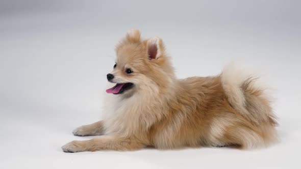 Dwarf Pomeranian Spitz Lies on a Gray Background in the Studio