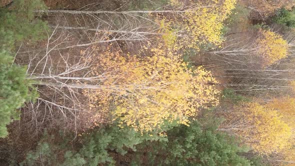 Vertical Video of Forest Landscape in Autumn Slow Motion