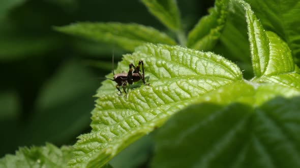 One cricket sits on green leaf. Close-up shot.
