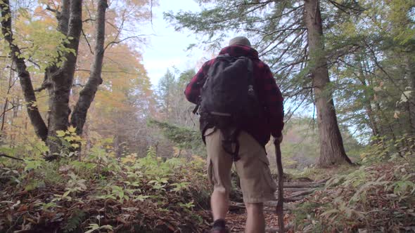 An older man going on a scenic hike through a forest in the mountains.