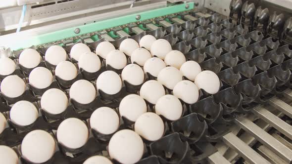 Machine sorting fresh eggs in a chicken farm