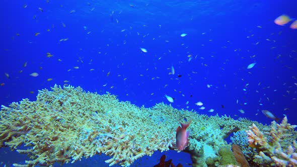 Marine Garden