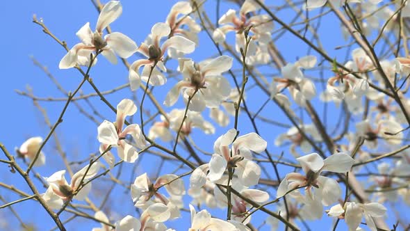 White Magnolia Flowers