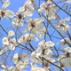 White Magnolia Flowers - VideoHive Item for Sale