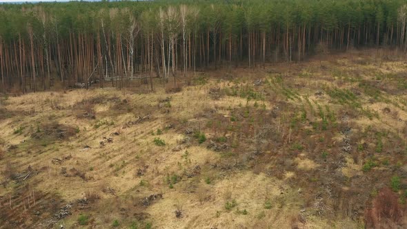 Aerial View Of Green Forest Landscape With Afforestation Zone.