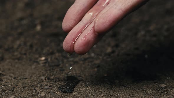 Farmer Hand is Watering Drop the Soil After Sowing in the Countryside