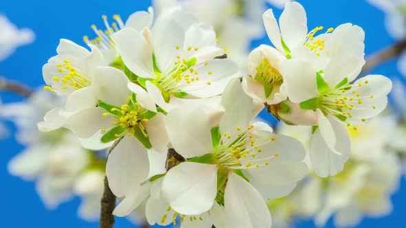 Almond Flower Blossom 6