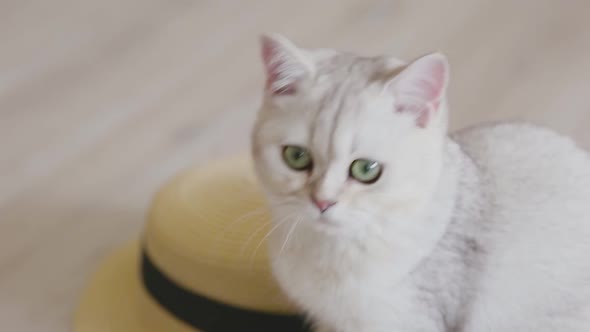 Portrait of an Adorable White British Cat Look at the Camera