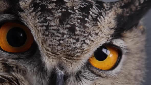 Eurasian Eagle Owl close up eyeballs blinking in slow motion