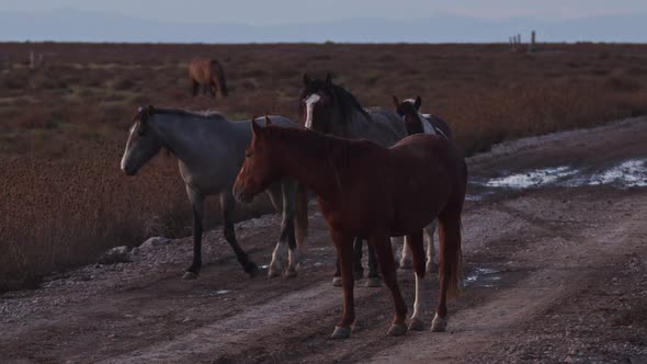 Wild horses walking on dirt road in the Utah desert