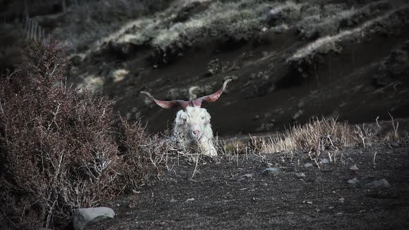 A Horned Sheep Looking at Camera.