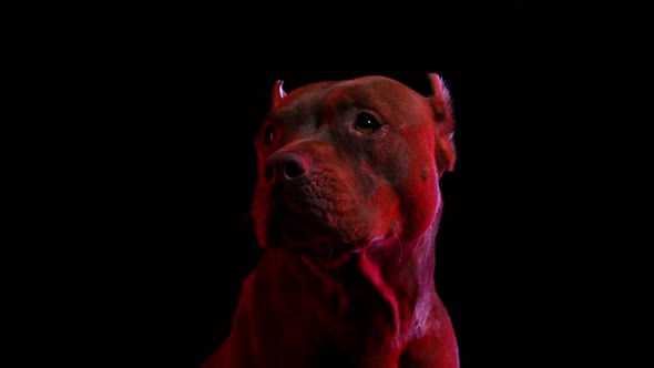 Pit Bull Terrier Posing in the Studio on a Black Background in Red Neon Light