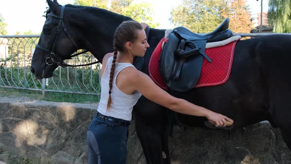 Girl in Riding Clothes Cleans with a Special Brush, a Comb Her Young Horse