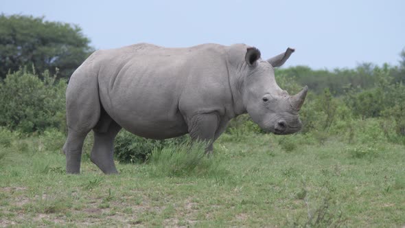 Rhino running away 