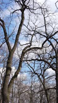 Vertical Video of the Forest with Trees Without Leaves