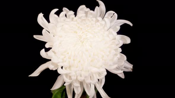 Beautiful White Chrysanthemum Flower Opening and Wilt