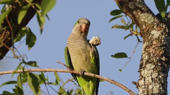 Wildlife macro shot capturing a front facing graceful monk parakeet, myiopsitta monachus eating a pi