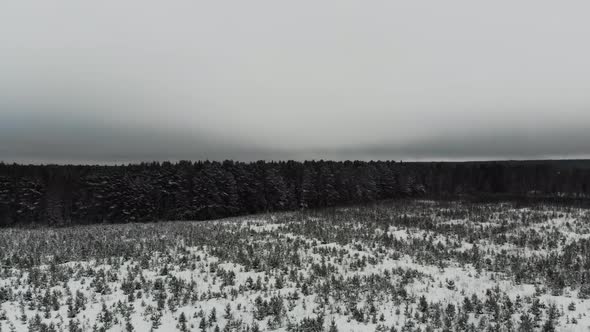 Aerial view of the snowy forest.