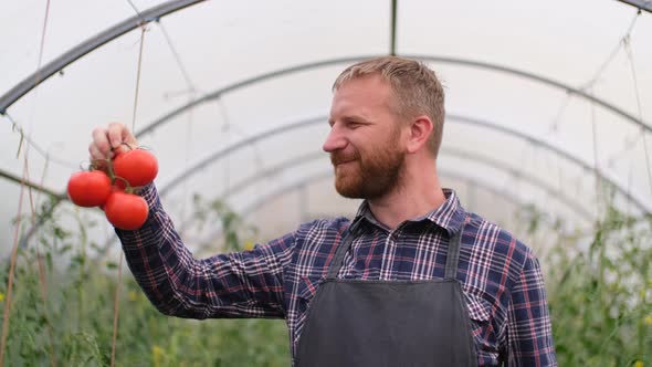 Farmer Businessman, Growing Tomatoes, Vegetable Business, Greenhouse with Tomatoes, Successful Farm